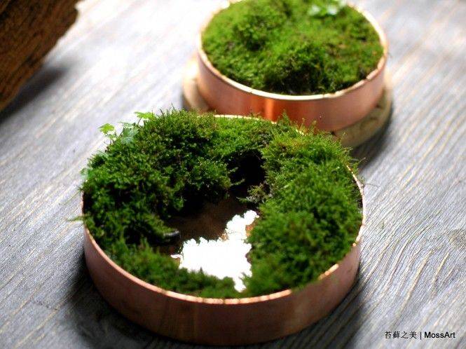 Japanese Moss Balls