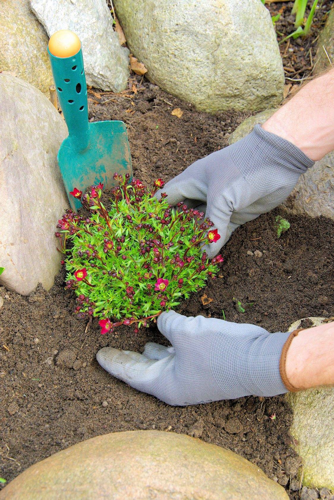 Gardening Tips