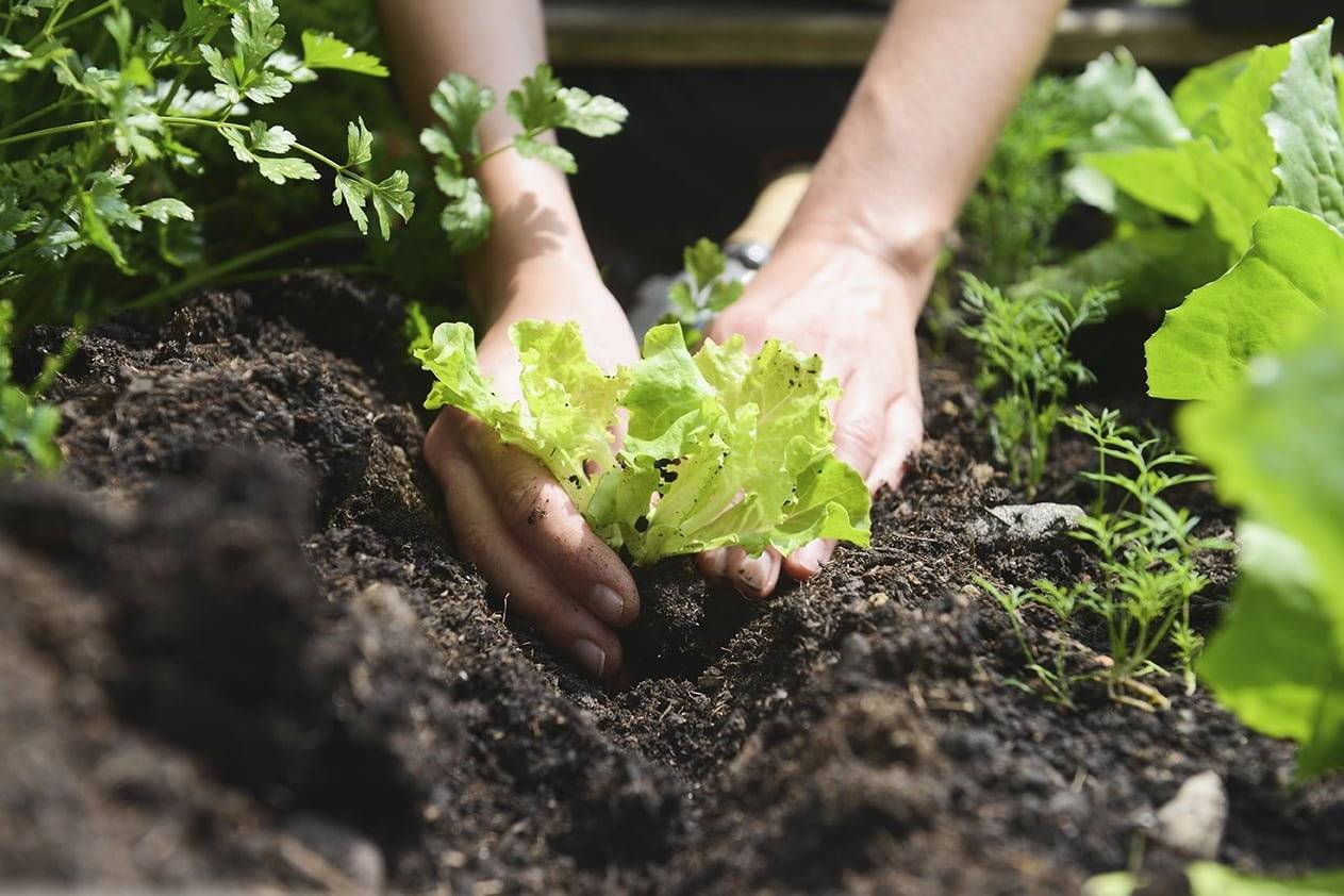 Garden Soil Quality