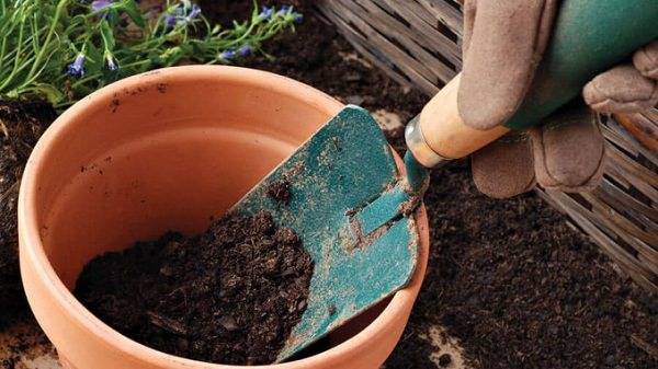 Rain Garden Design Ideas Amazing Rain Garden Design Ideas Hgtv