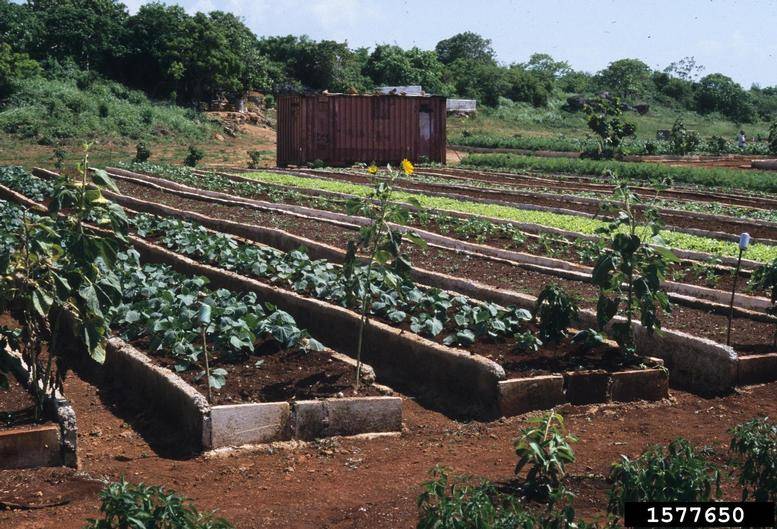 Container Gardening Soil Tips
