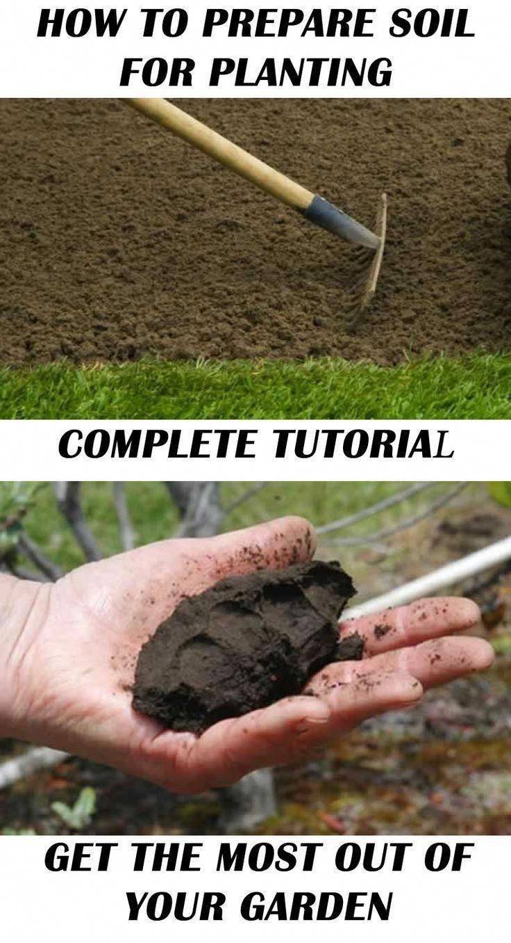 The Garden Soil