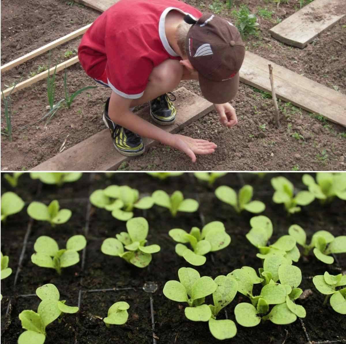 Backyard Vegetable Garden