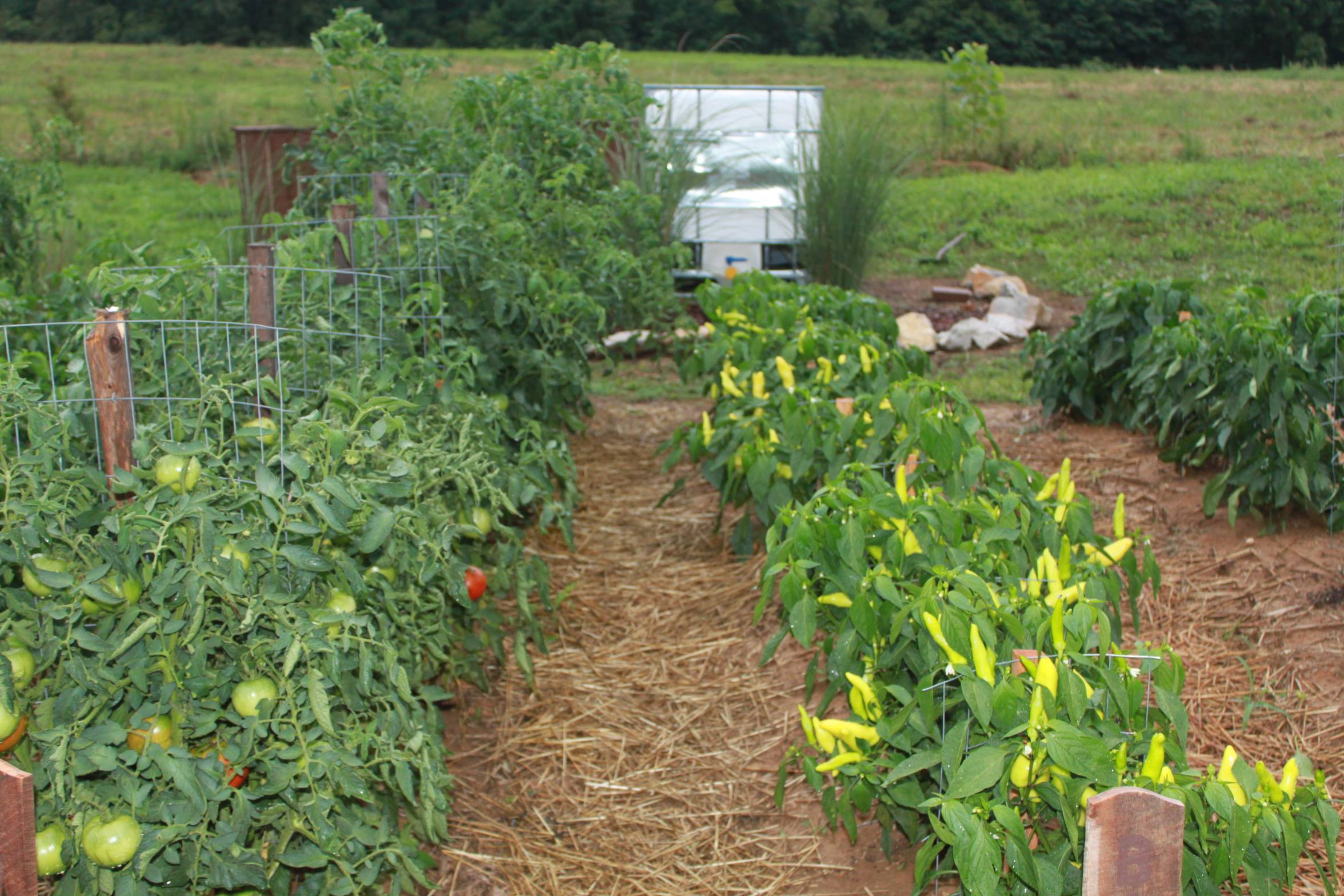 A Veggie Garden