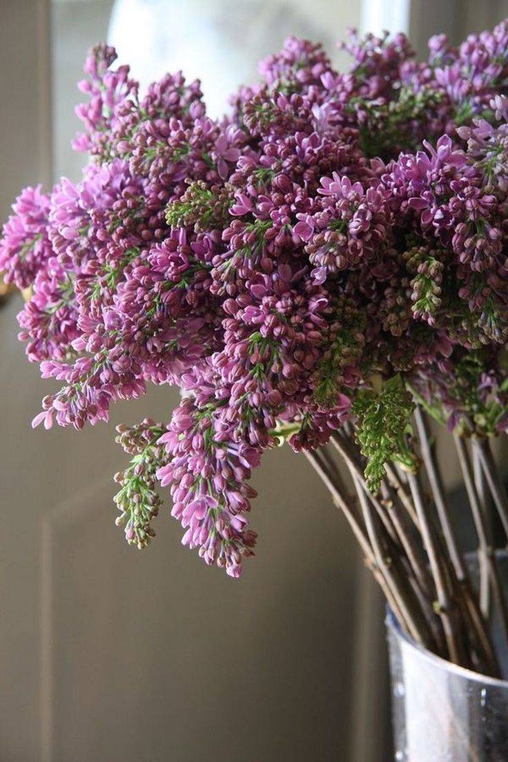 Martha Stewart Gardenista Lilac
