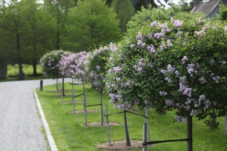 Aiken House Gardens Our Garden Lilacs