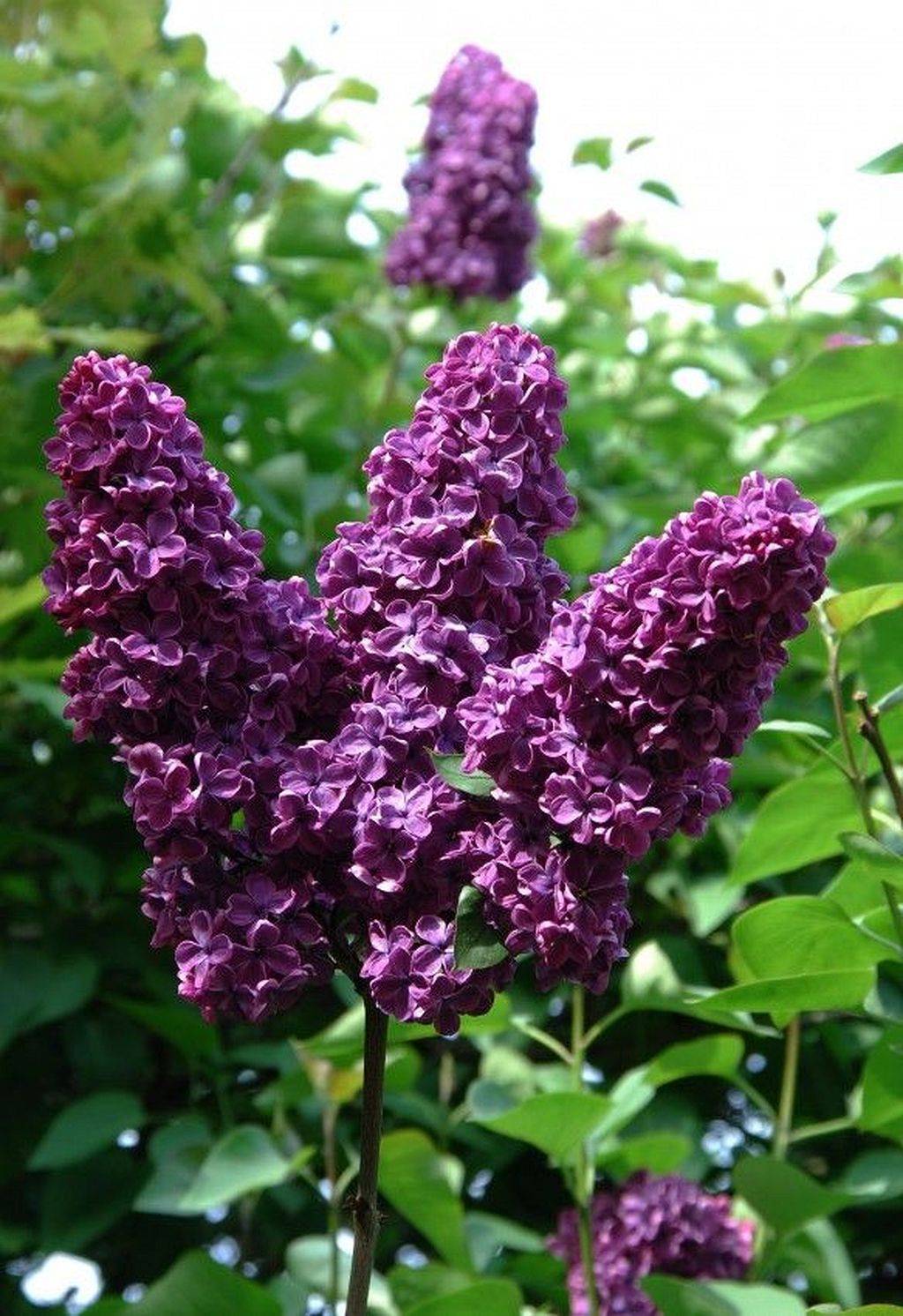 Awesome Purple Lilacs Garden Ideas