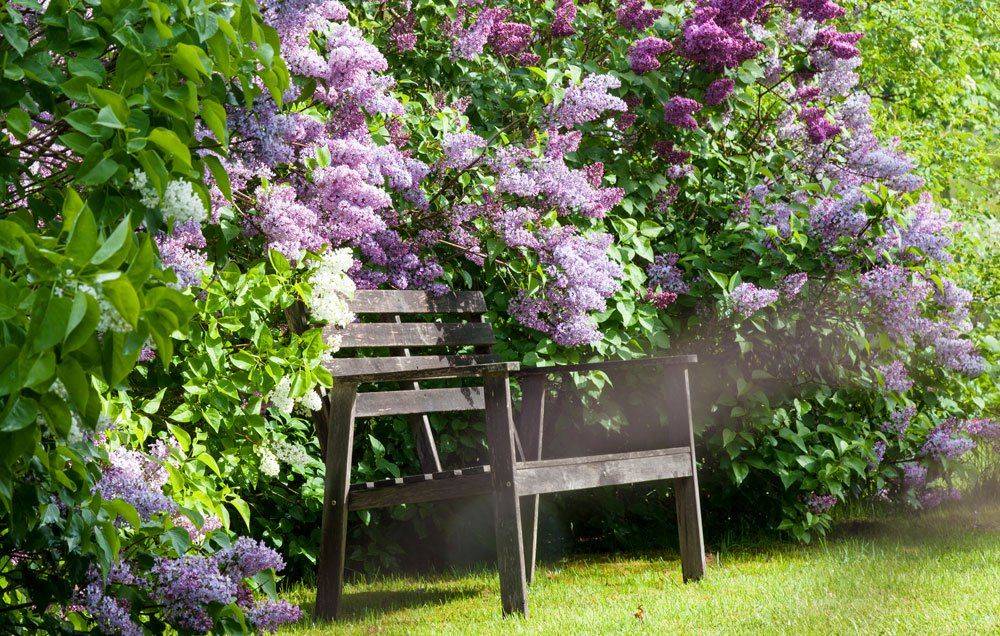 Dsc Grandmothers Flower Garden