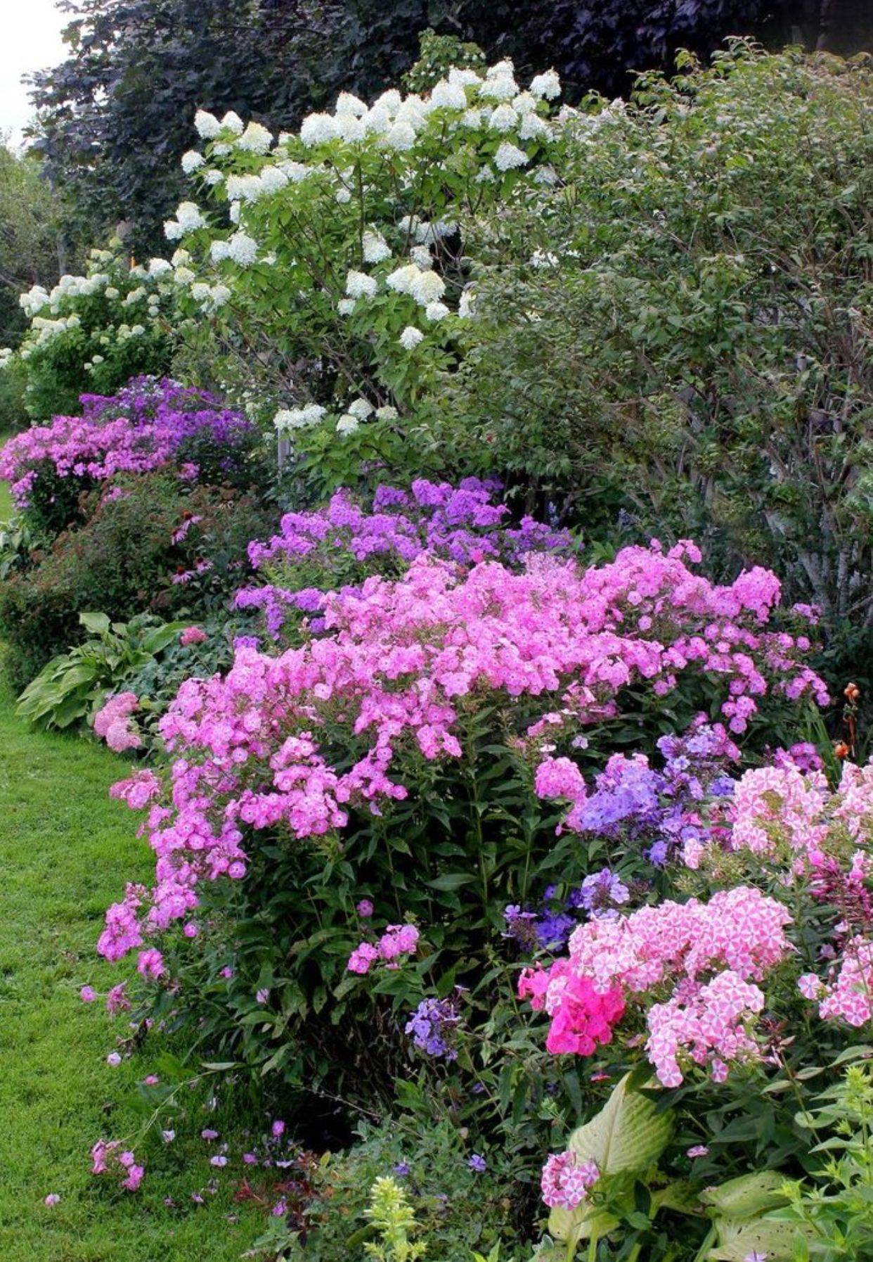 Rohani Lilac Gardening
