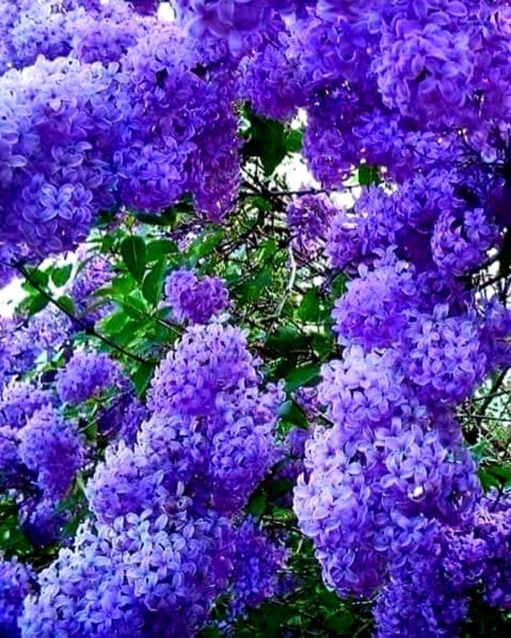 Decorative Tree