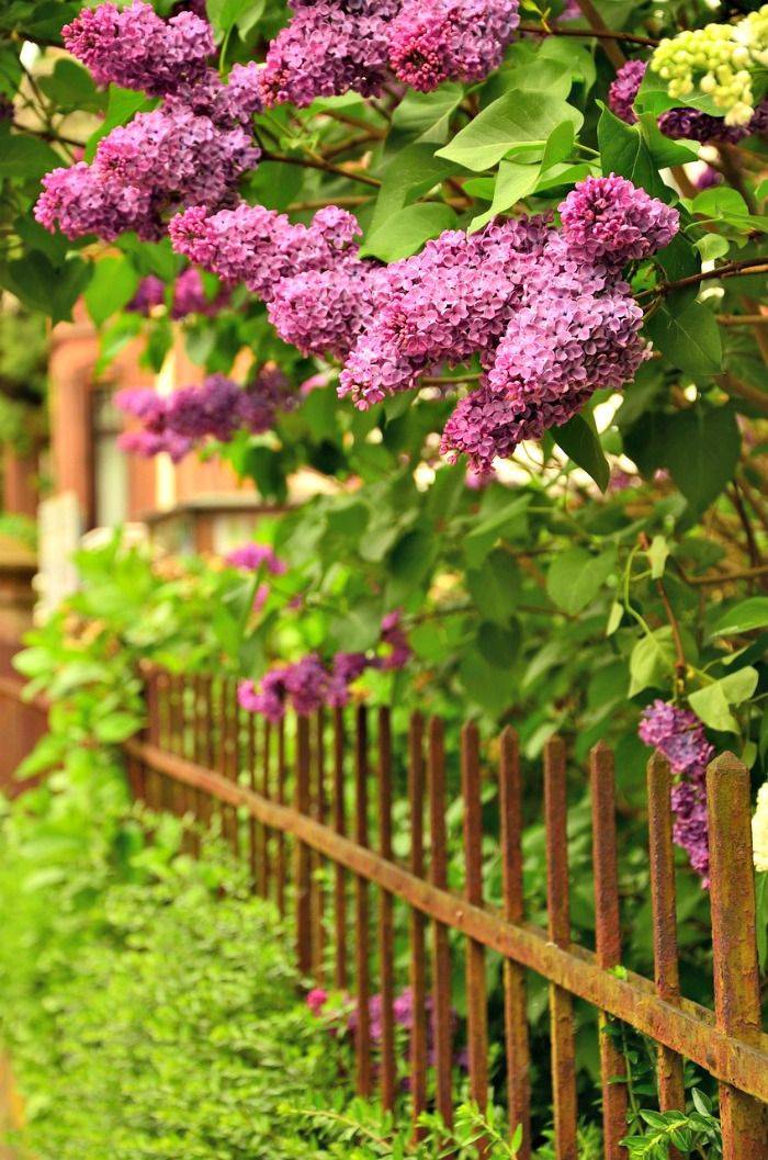 Good Housekeeping Hearst Outdoor Flowers Garden Ideas