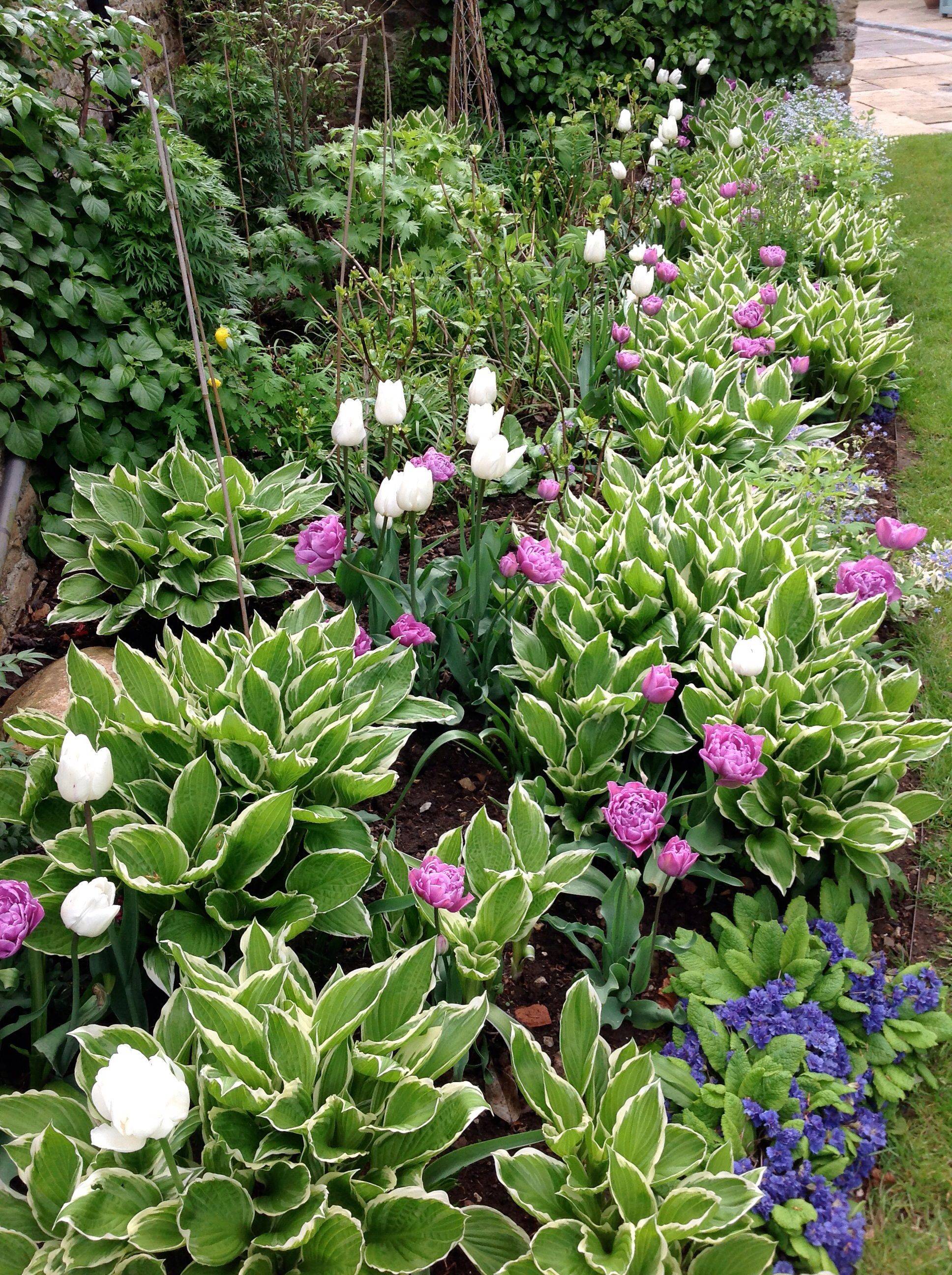 Gorgeous Purple Lilacs Garden Ideas