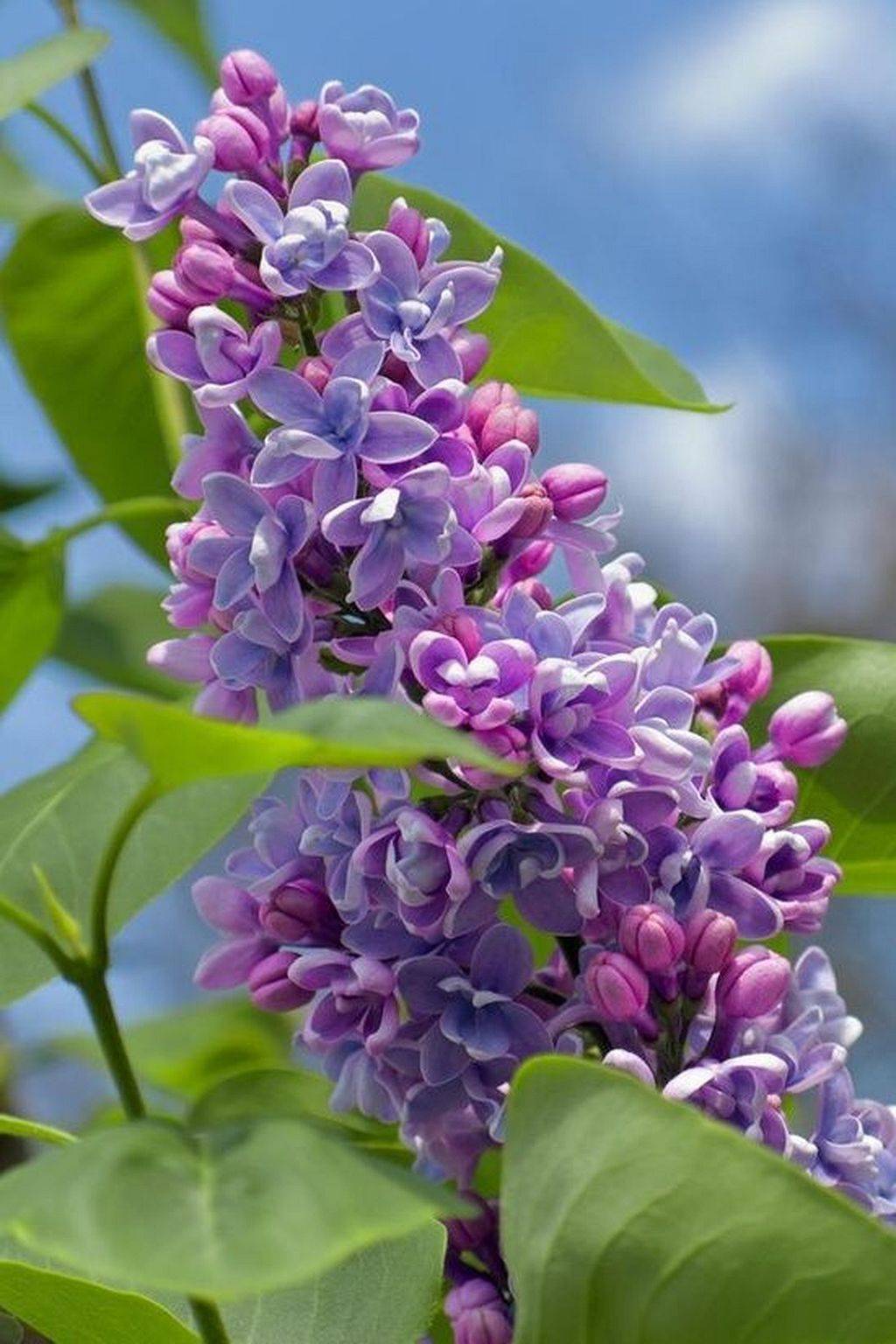 Gorgeous Purple Lilacs Garden Ideas