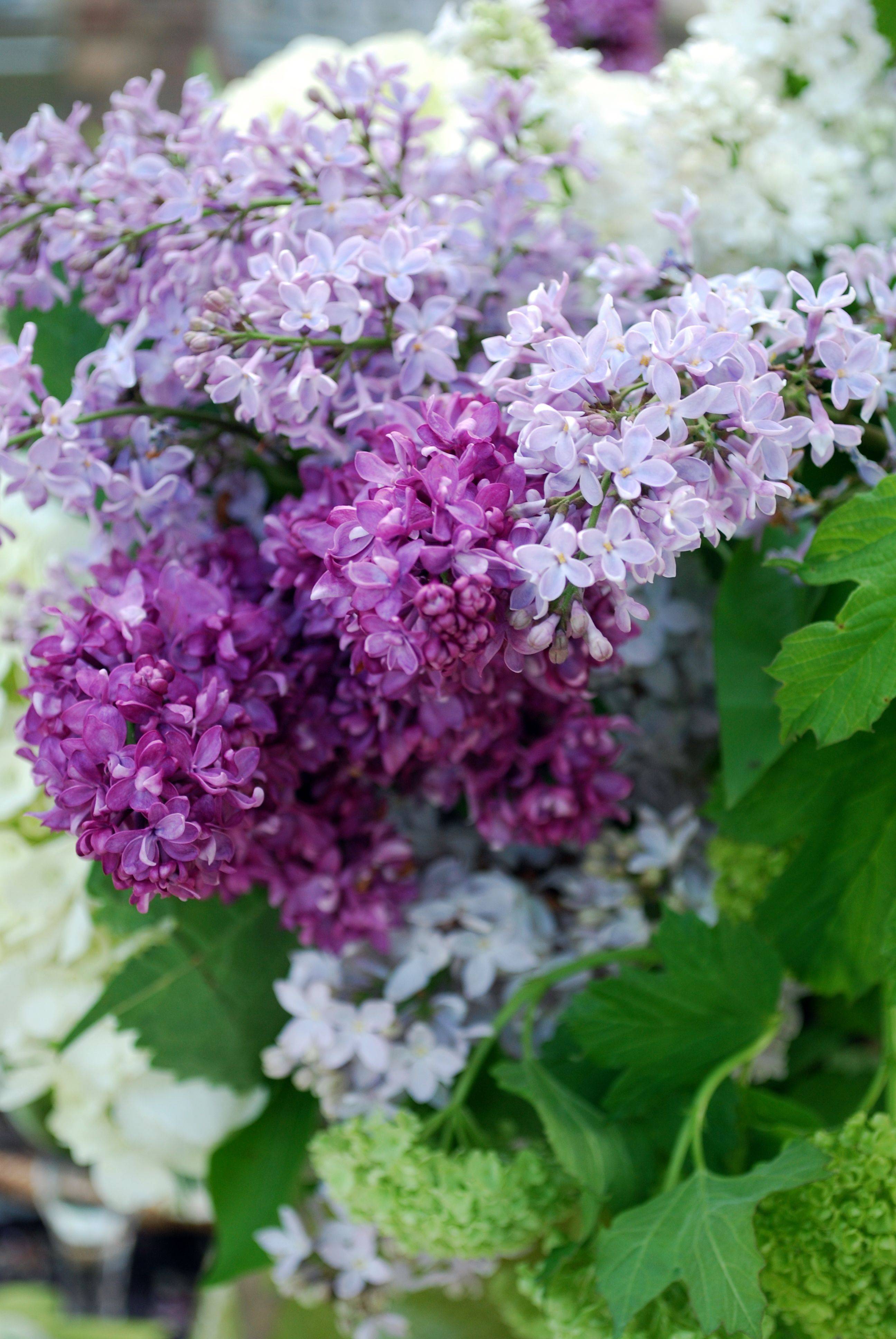 Lilac Perfection Tulips