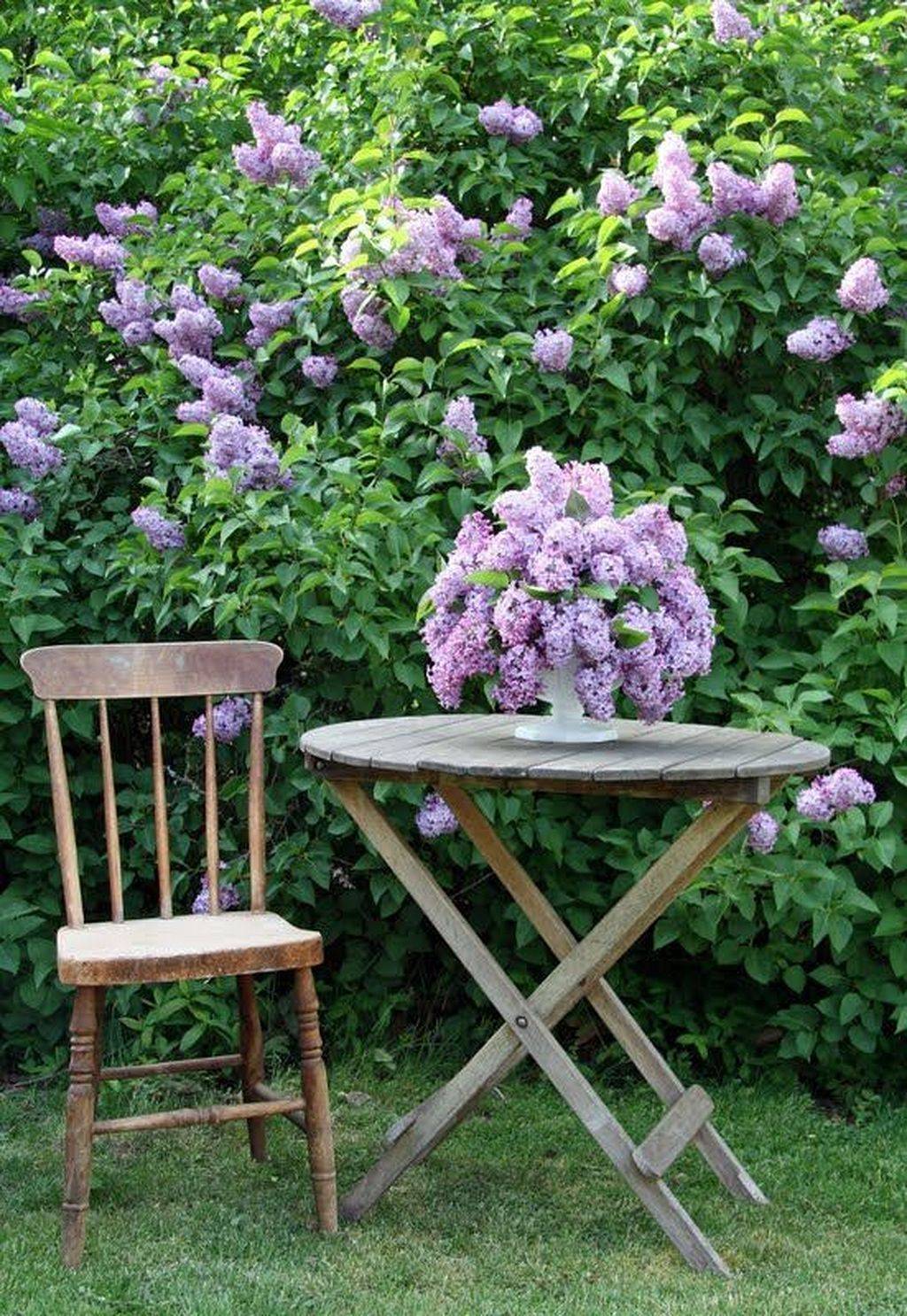 Lilac Scentsation Cottage Garden
