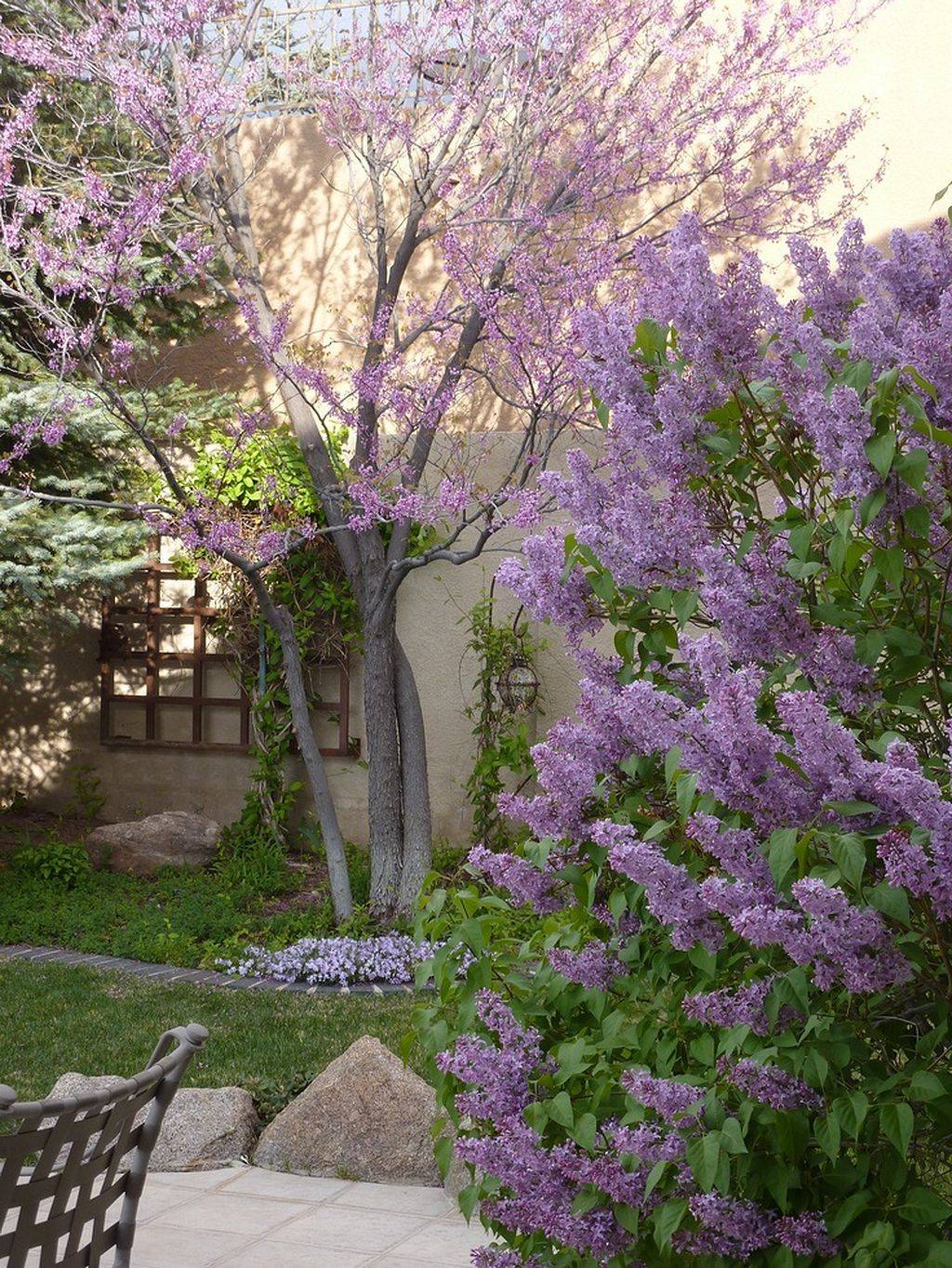 Lilac Tree