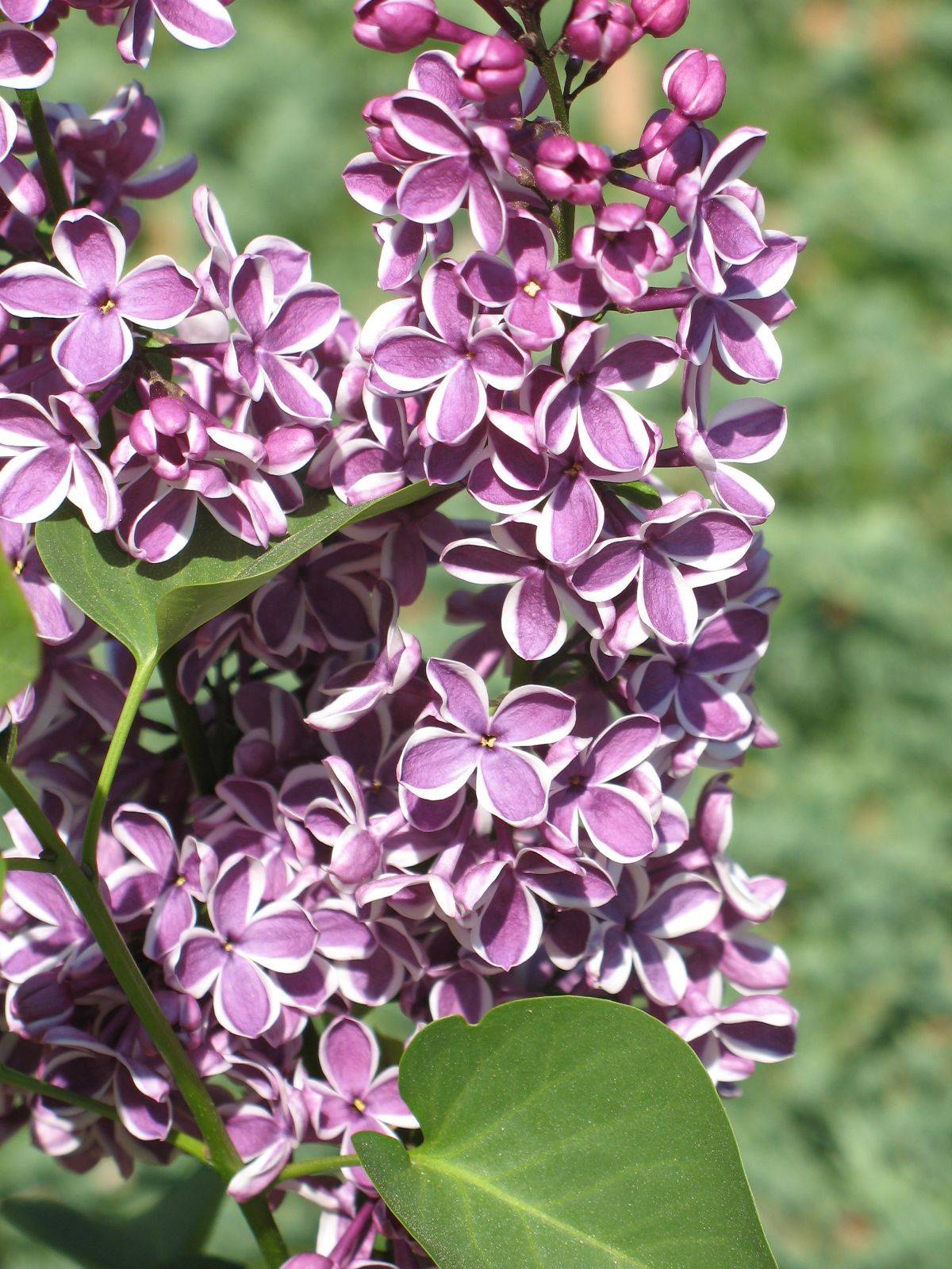 Lilac Gardening