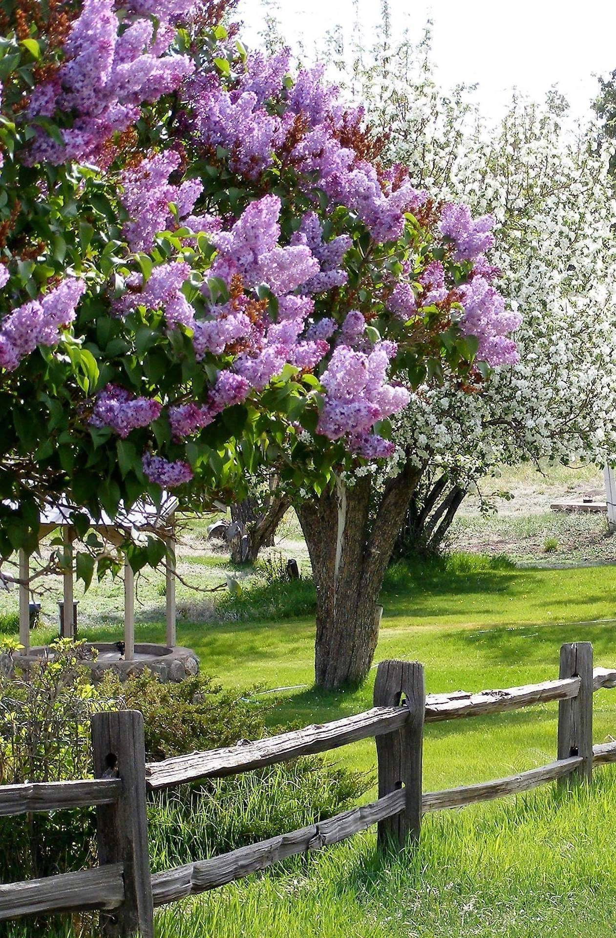 Stunning Purple Lilacs Garden Ideas
