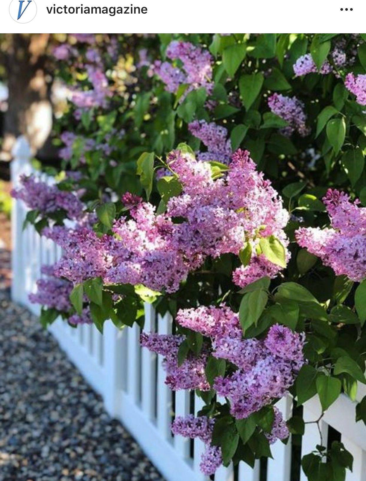 Stunning Purple Lilacs Garden Ideas