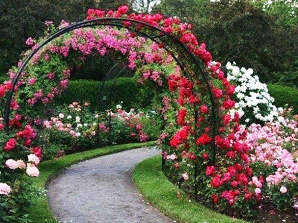 Beauty Nature Flower Beautiful Pink Garden Flowery Path Wallpaper