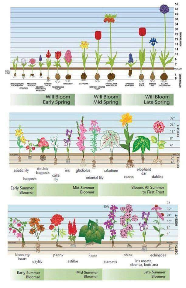 Flower Beds