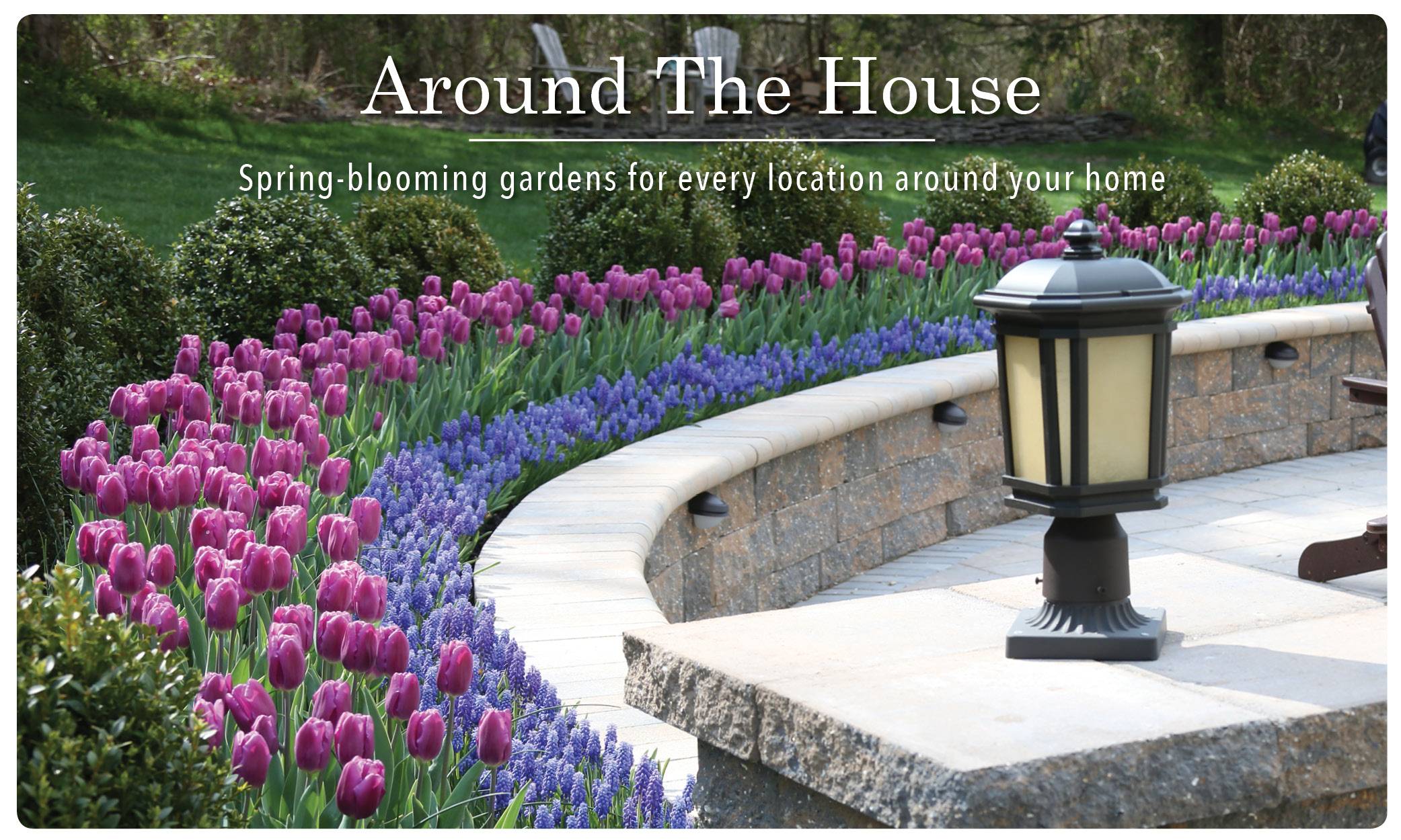 Garden Garden Bulbs