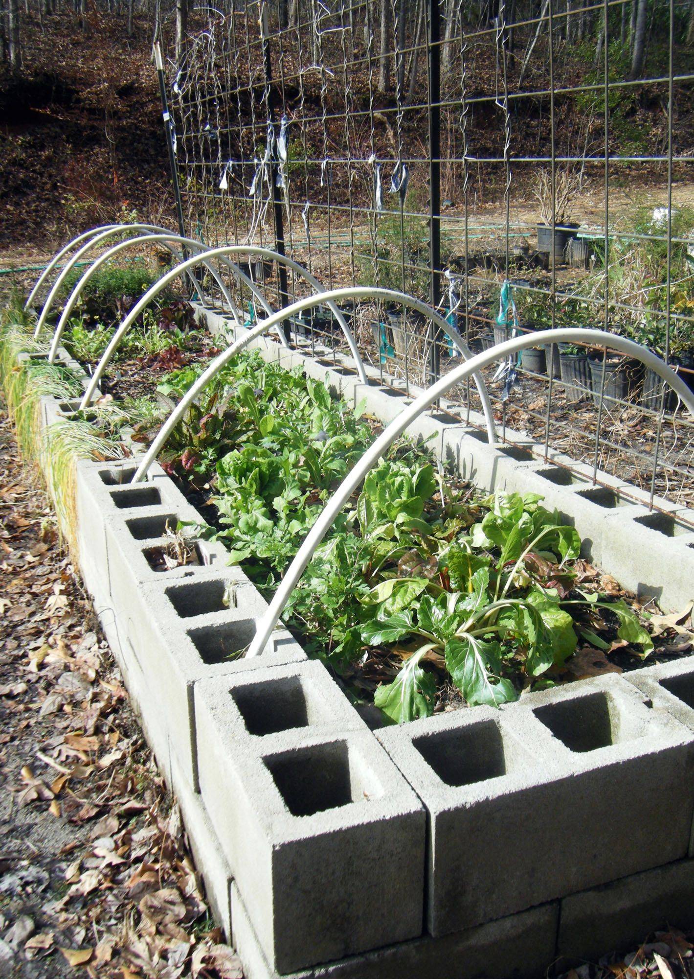 Cinder Block Garden