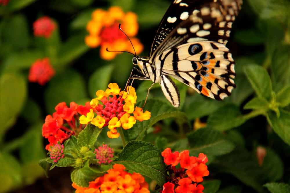 Butterfly Flowers