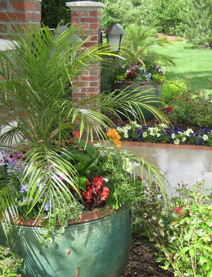 20 Container Garden with Palms Ideas To Consider SharonSable