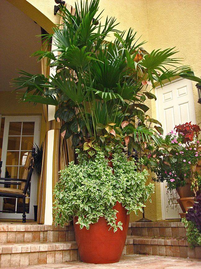 Dragon Wing Begonia
