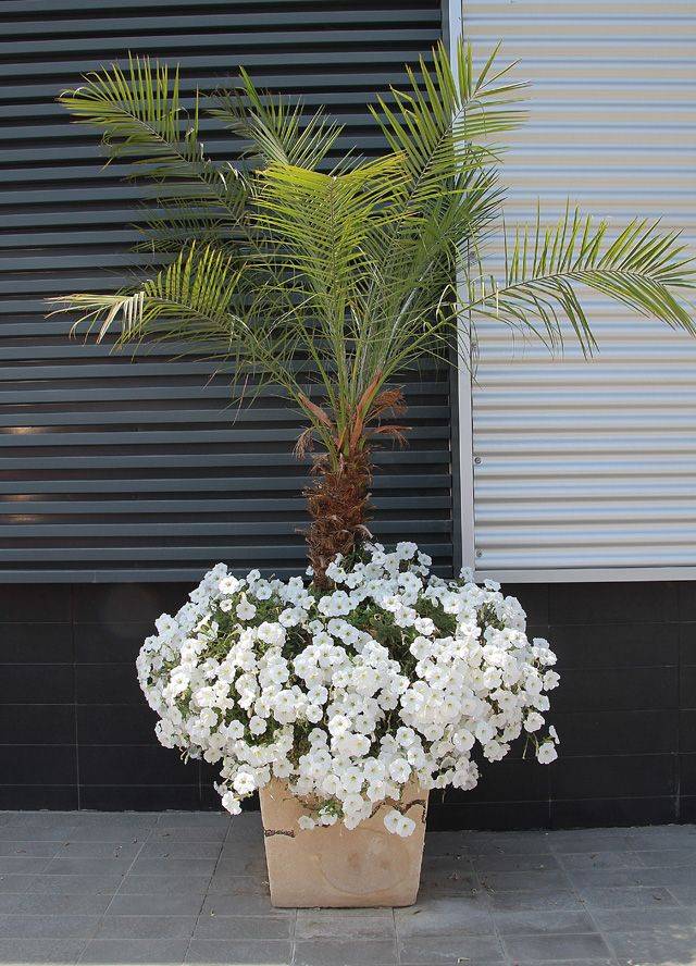 Edible Container Gardens