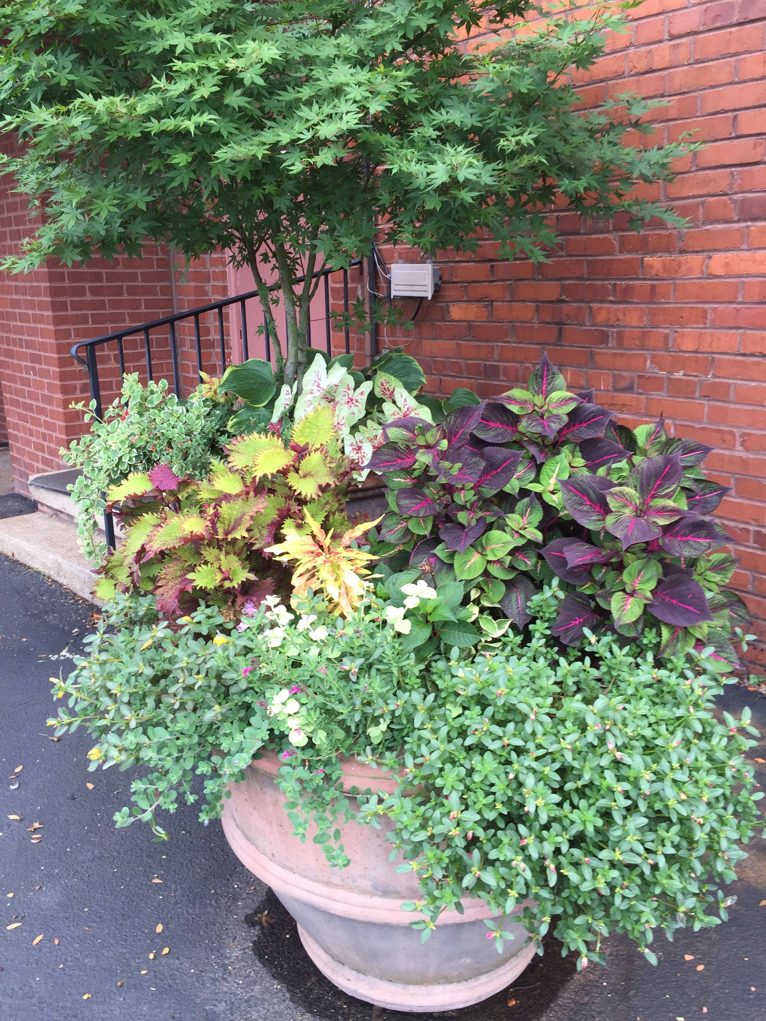 Summer Container Garden