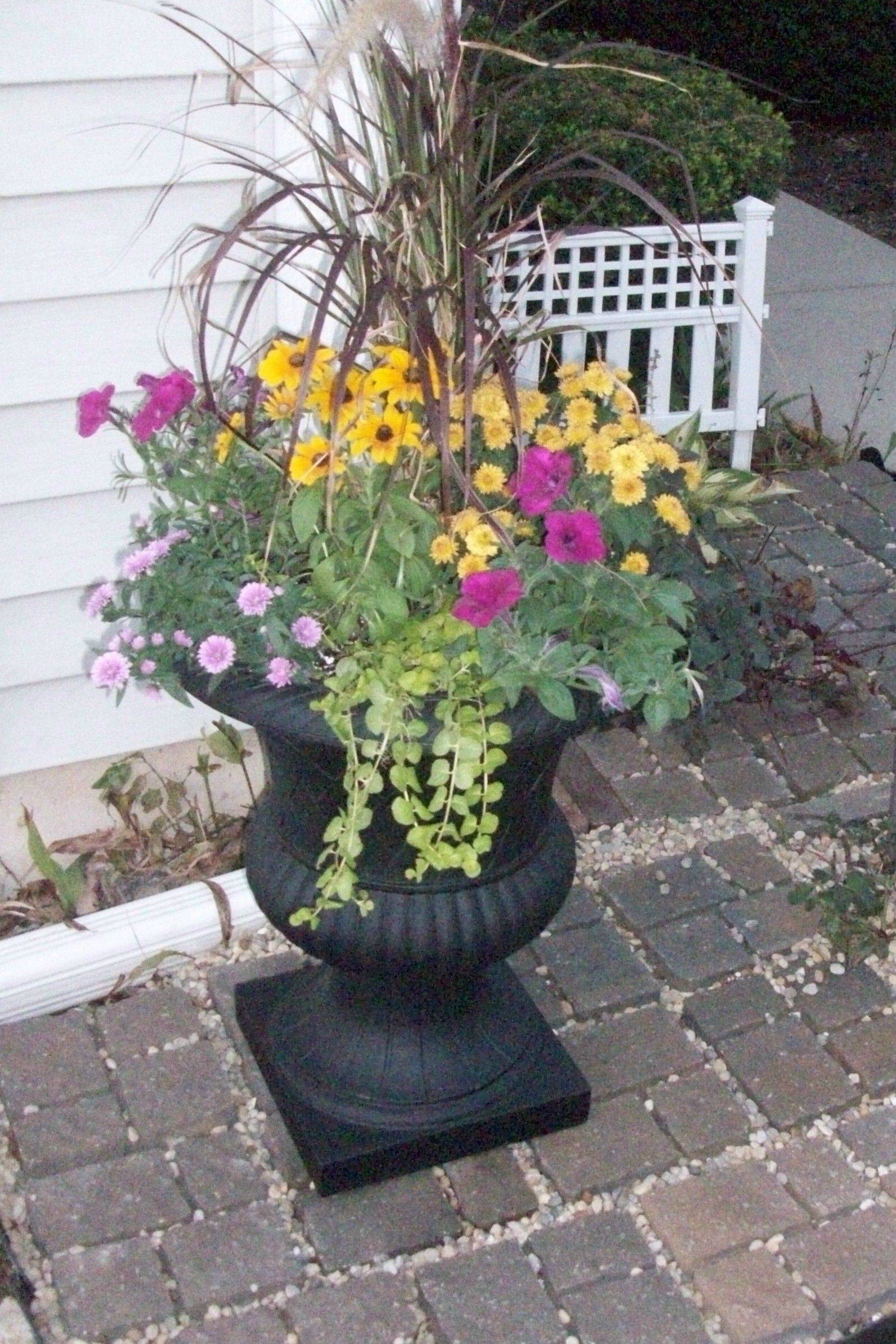 Geranium Container Planting