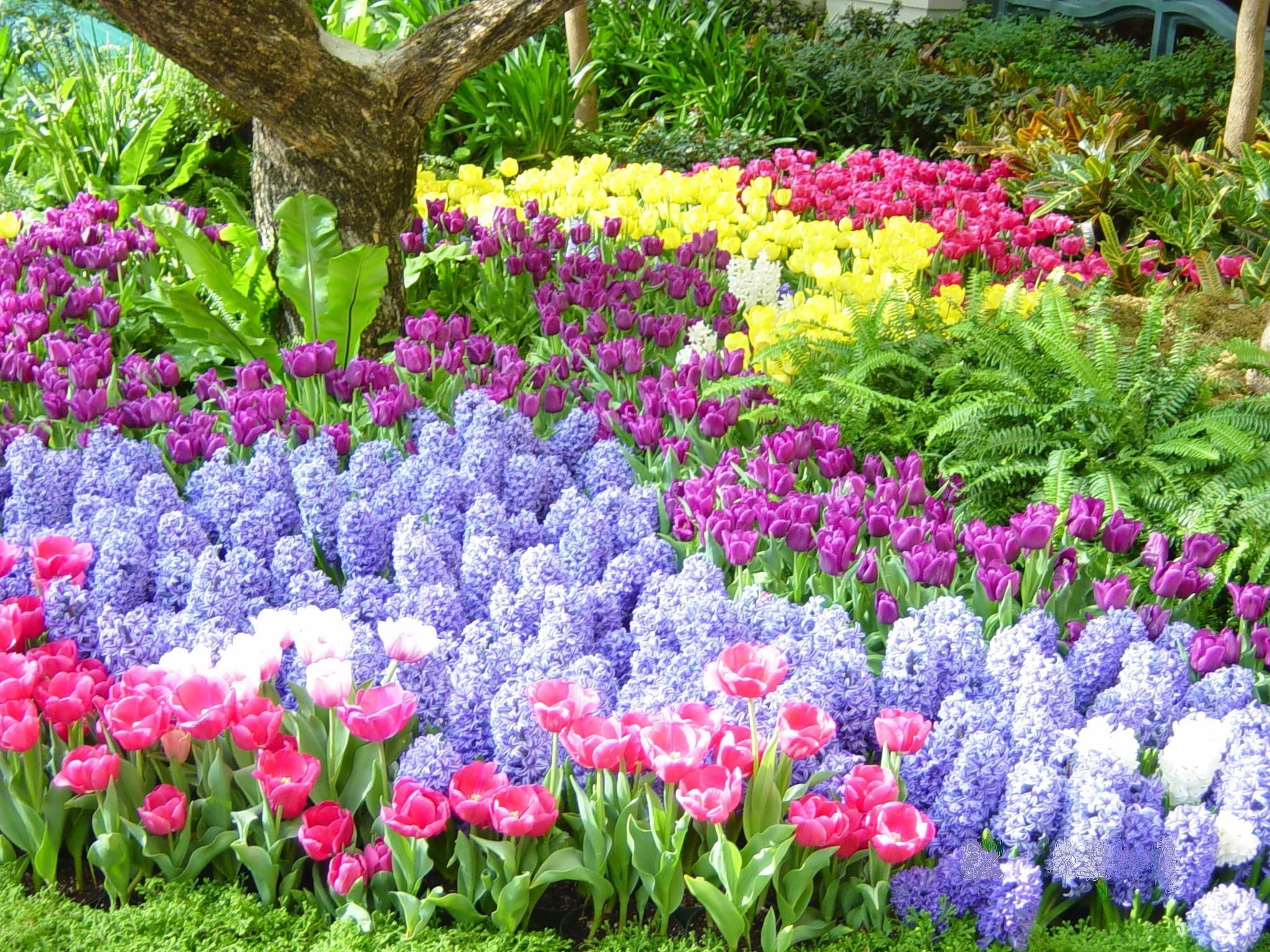 Spring Flower Gardens Wallpaper