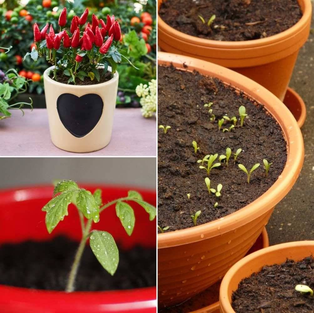 Insanely Clever Gardening Tips
