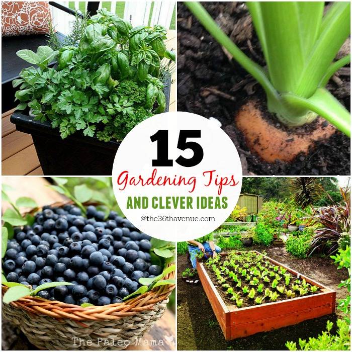 Simple Organic Gardening Tips Green Living Ideas