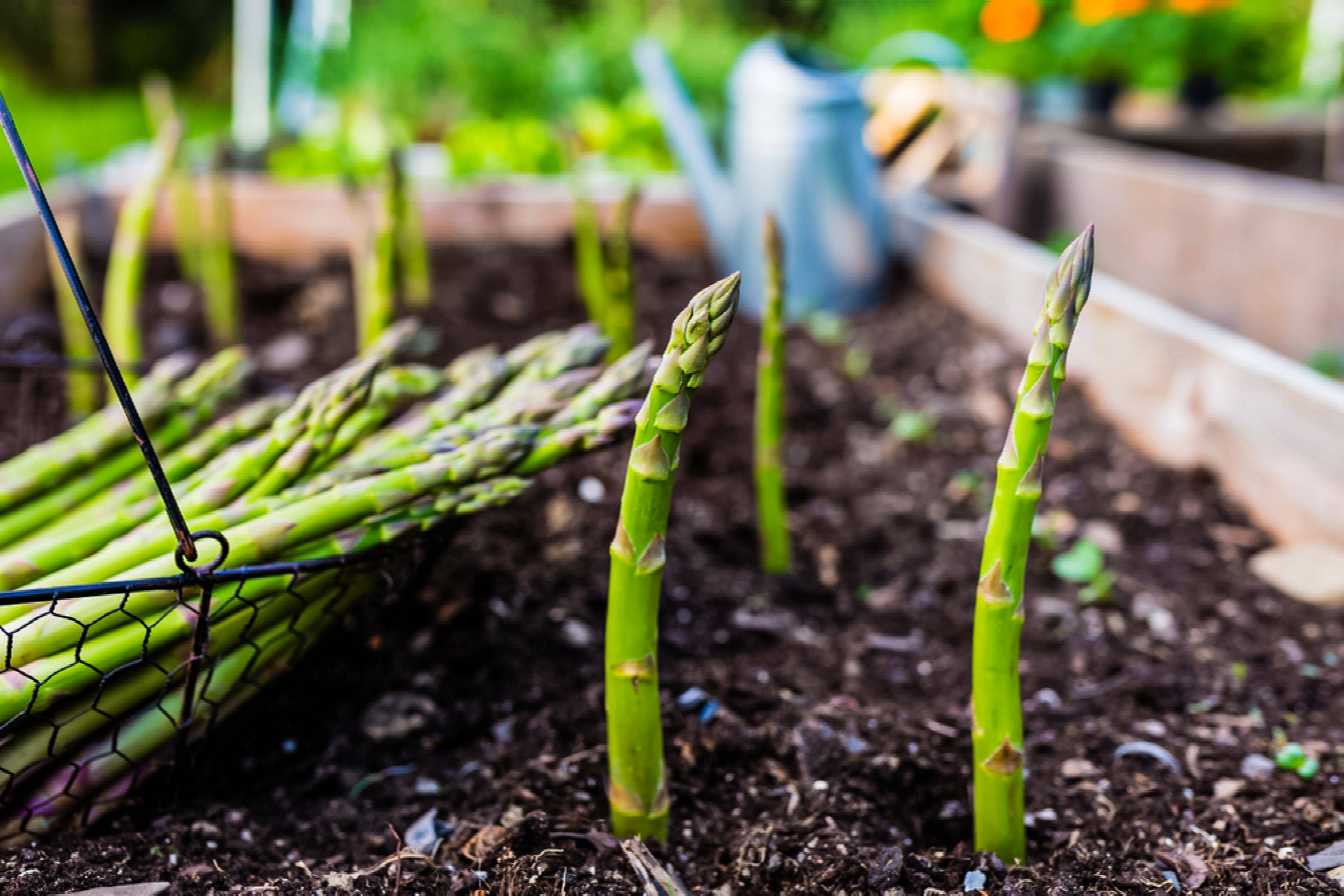 Raised Beds Asparagus Tips