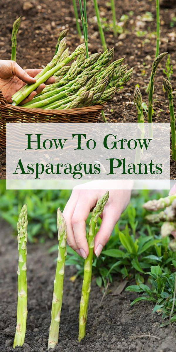 Growing Asparagus