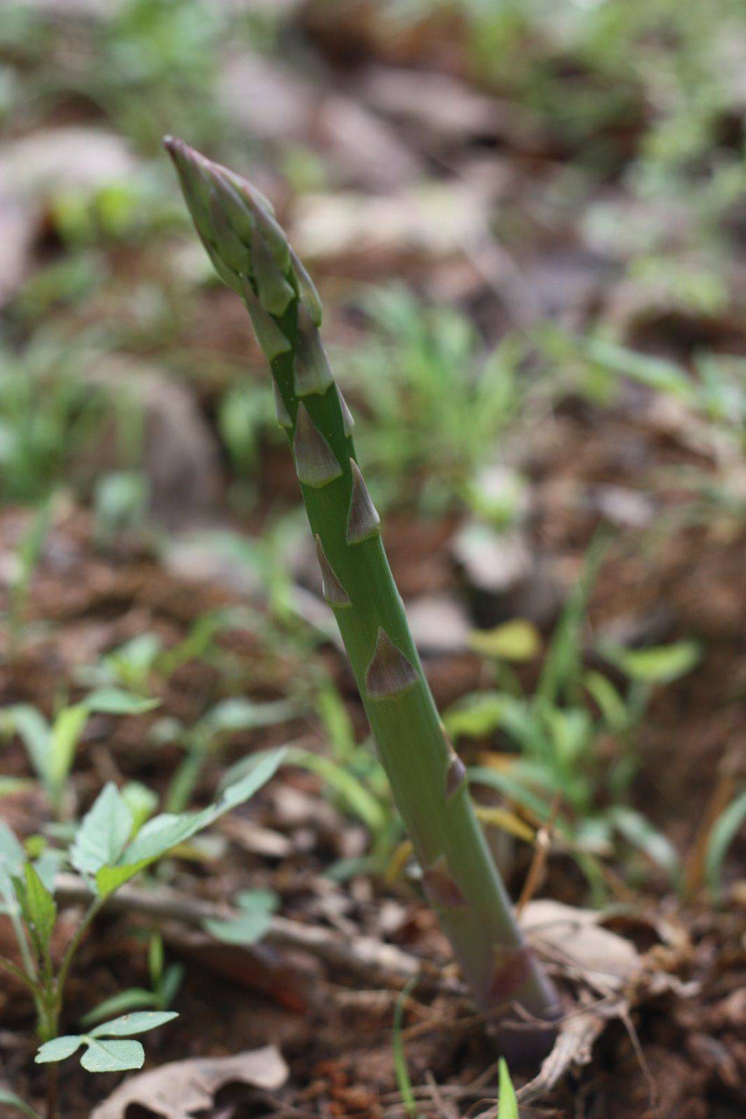 Growing Asparagus