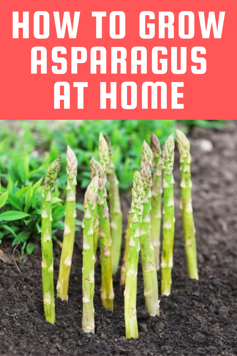 Growing Asparagus