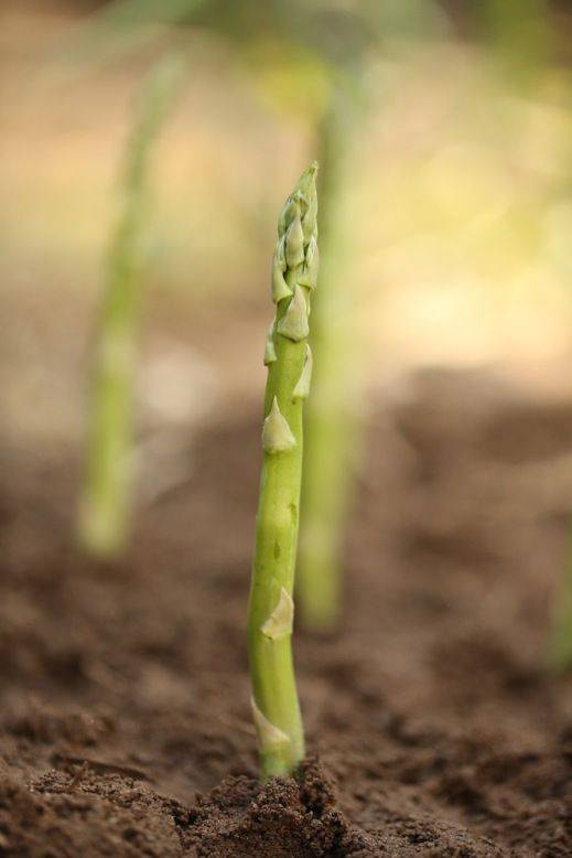 Growing Asparagus Growing Asparagus
