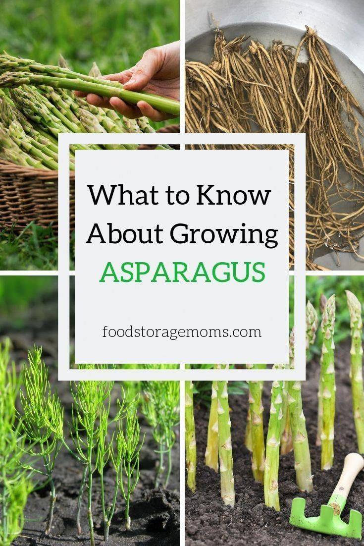 Asparagus Farmfoodfamily Organic Gardening