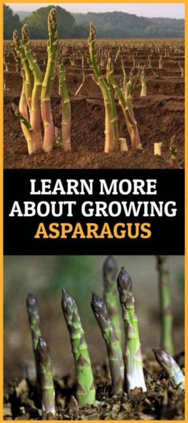 Asparagus Plants Horticulturecouk