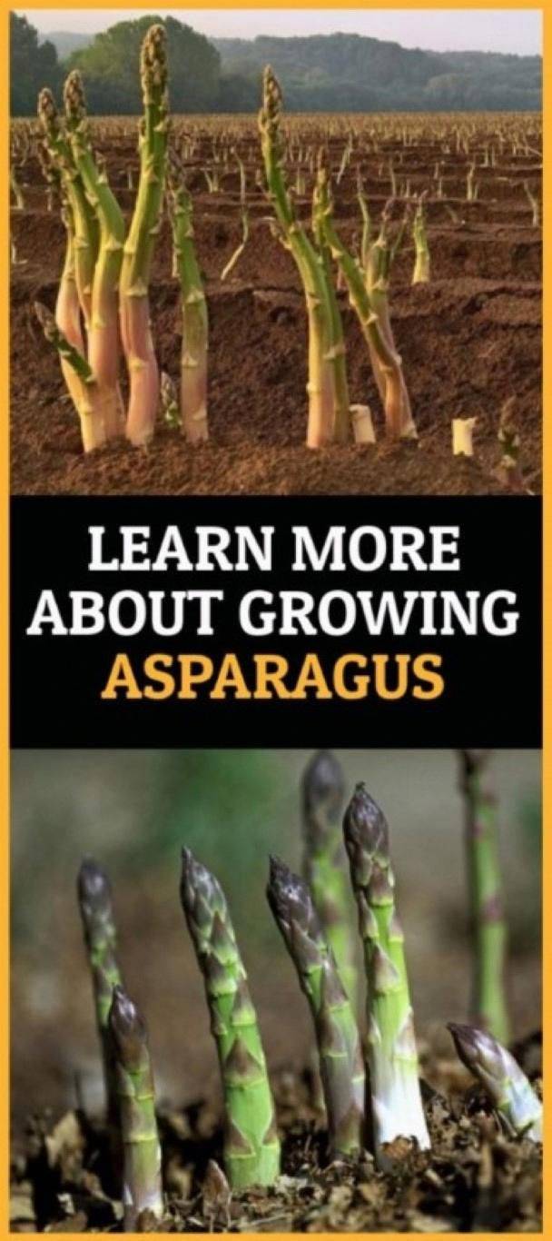 Asparagus Plants Horticulturecouk