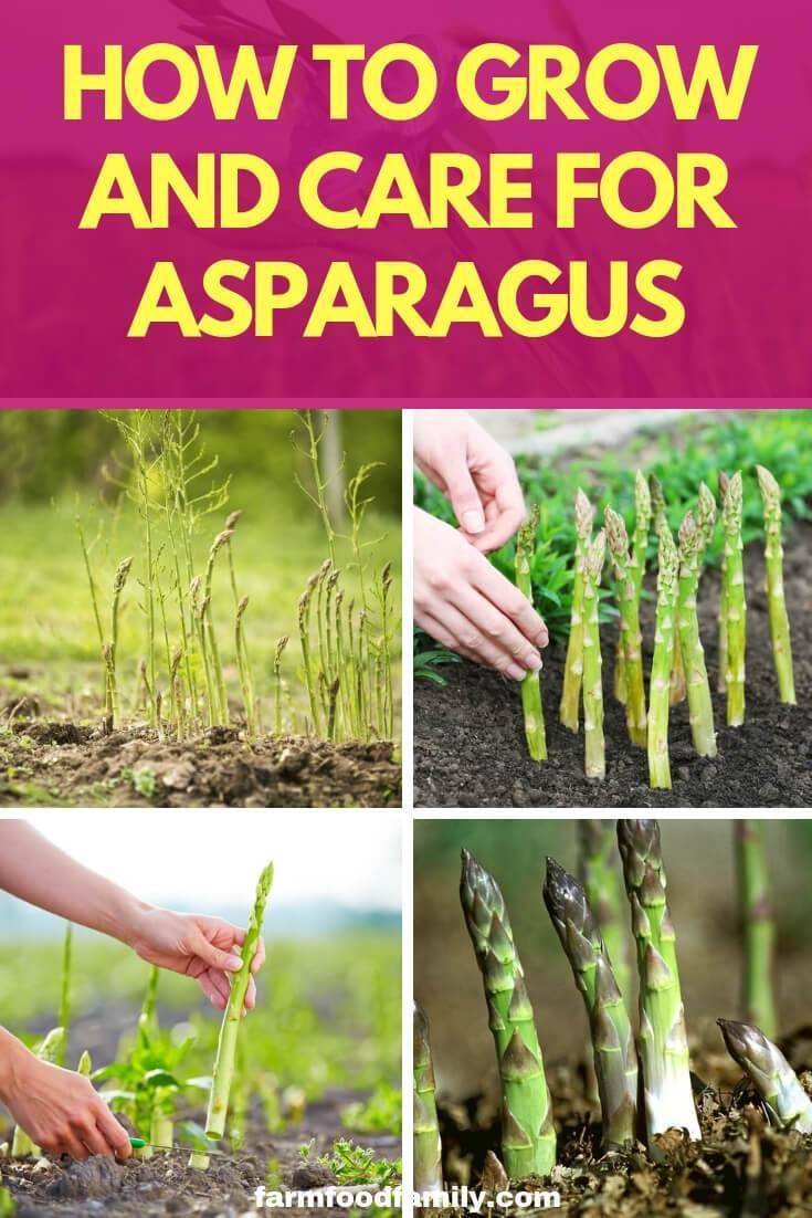 A Healthy Asparagus Crop