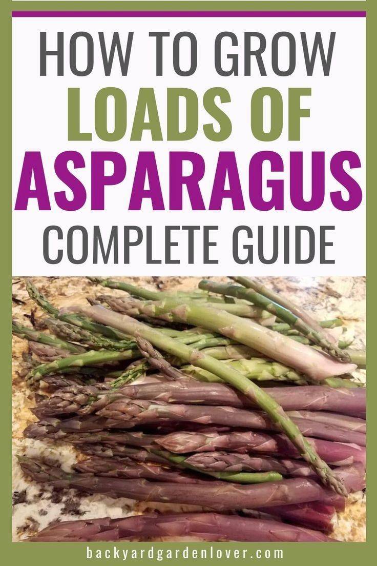 Growing Asparagus