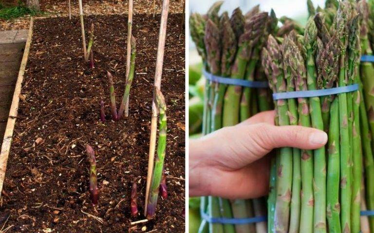 Asp Growing Asparagus