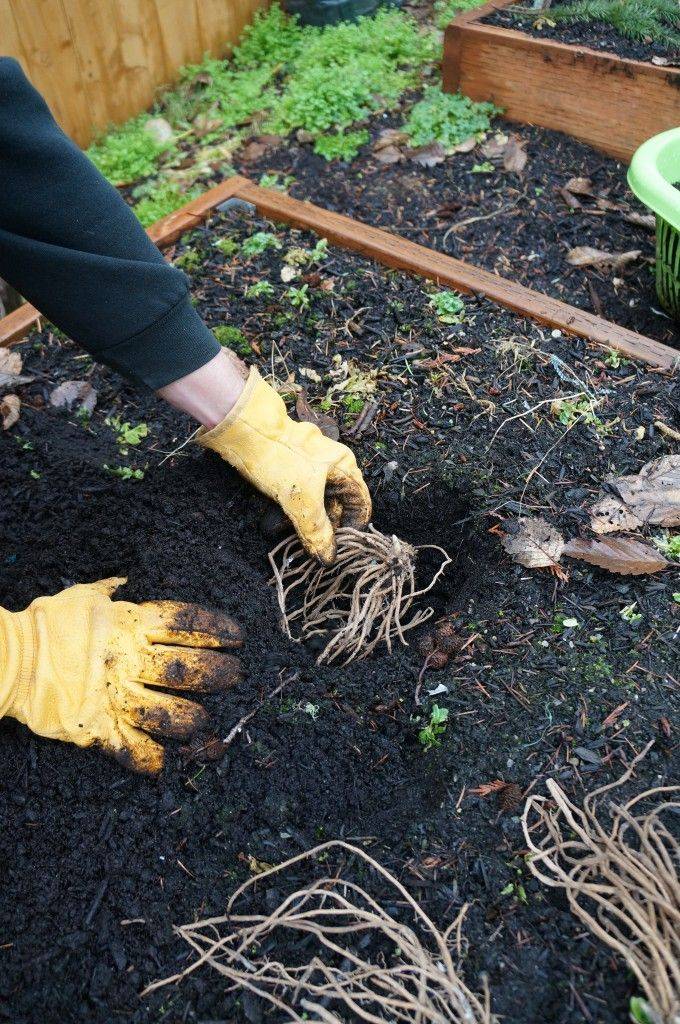 Growing Asparagus