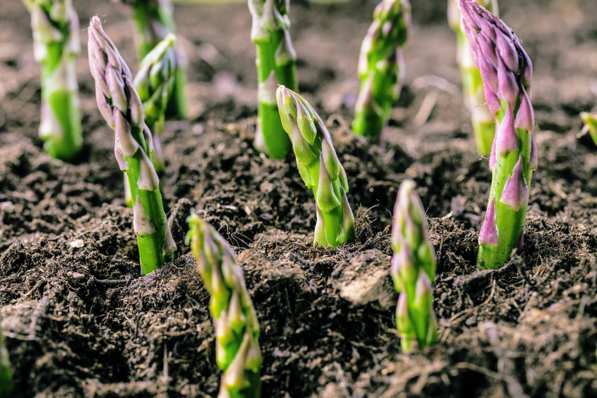 Your Vegetable Garden