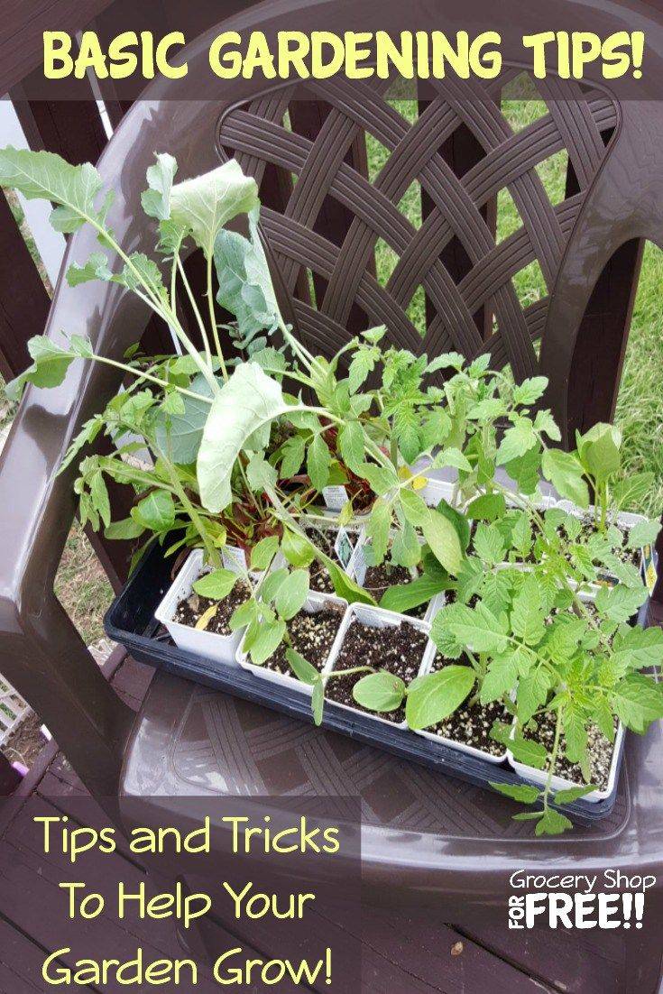 Basic Home Gardening Tips